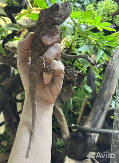 Хамелиолис