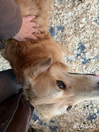 Рыжик кобель