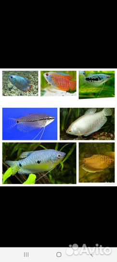 Аквариумные рыбки,мотыль,трубочник,креветки