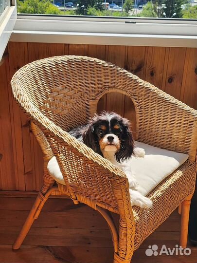 Собака для фотосессии