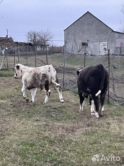 Телята бычки на откорм