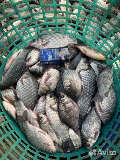 Карась живой