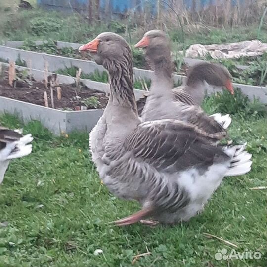 Тулузские гуси