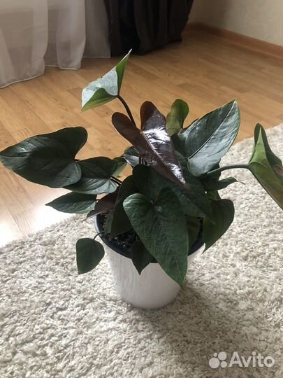 Комнатные цветы антуриум