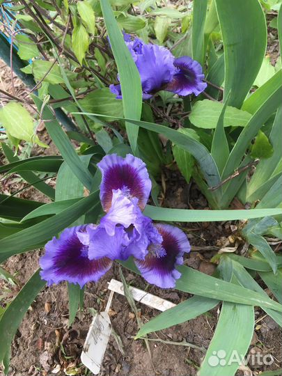 Ирисы карликовые