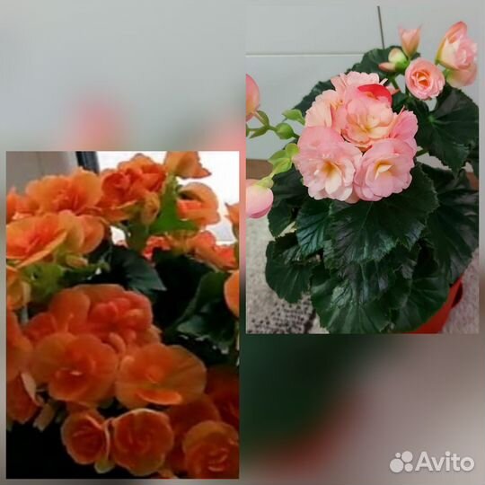 Бегония элатиор. Розовая и оранжевая