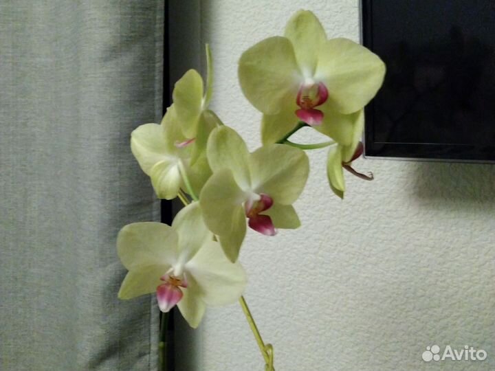 Орхидея дендробиум