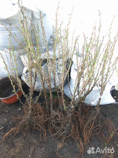 Крыжовник безшипный - Командор. окс