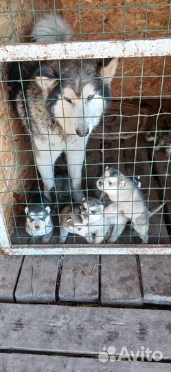 Щенки маламут