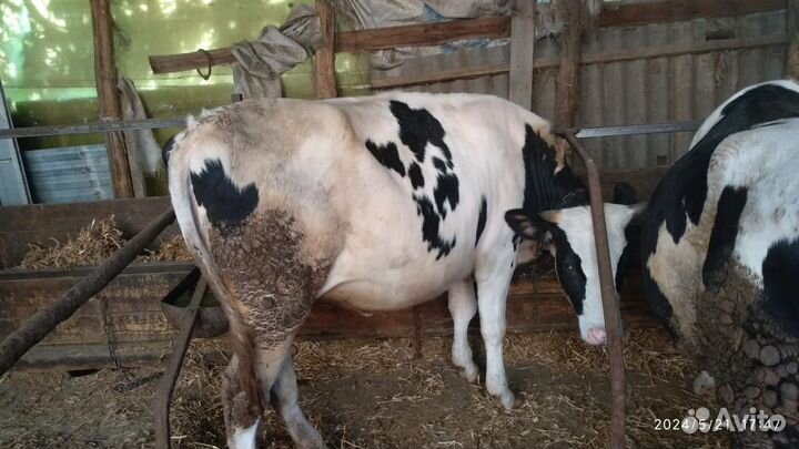 Голштинские телки