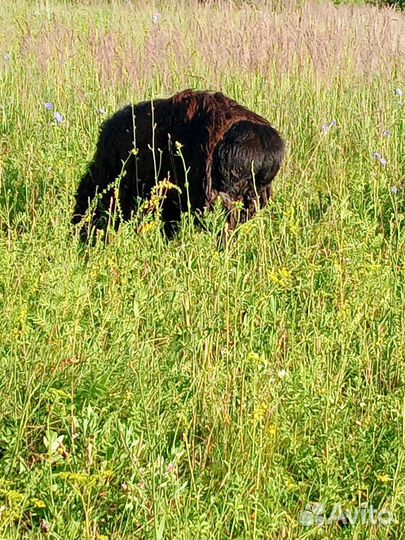 Овцы бараны