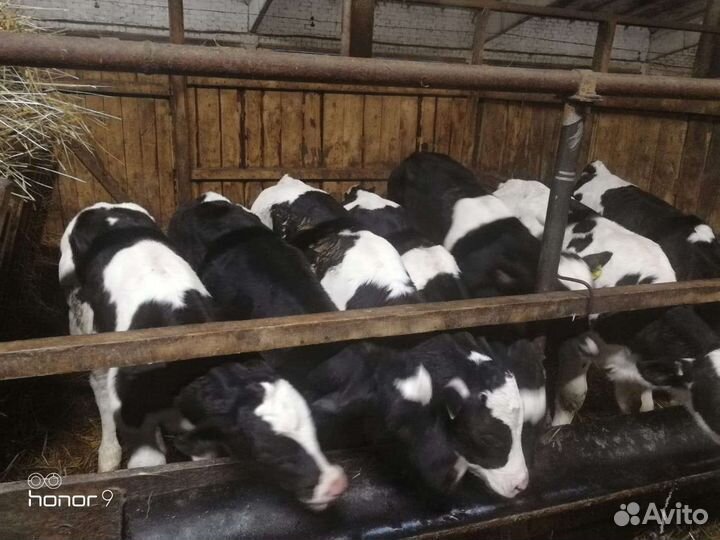 Бычки на откорм