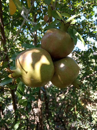 Редкие сорта плодовых деревьев. Саженцы