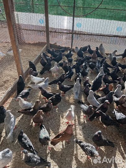 Бакинские бойные голуби