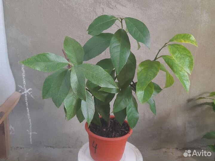 Лимон эврика пинк вариегатная