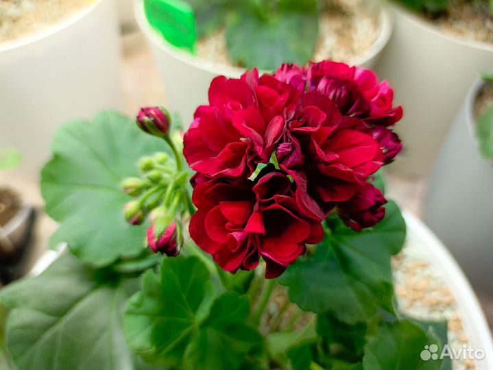 Пеларгонии сортовые