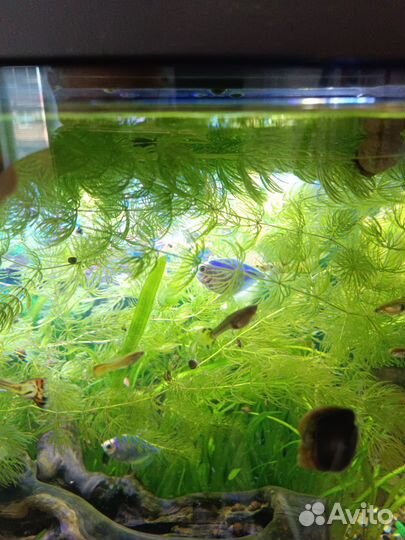 Валлиснерия и Роголистник