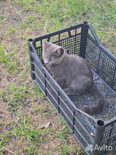 Котята в добрые руки, девочки, лапочки