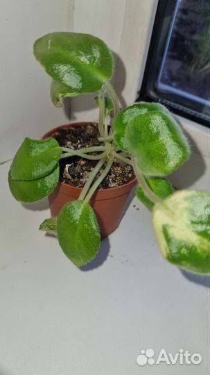 Мини фиалки