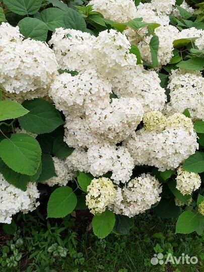 Гортензия