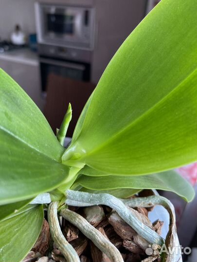 Фаленопсис LD's Bear King 'RH-3'