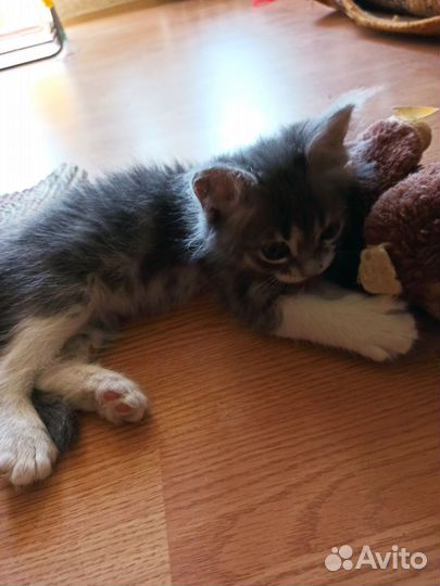 Вот такая маленькая красота ищет дом