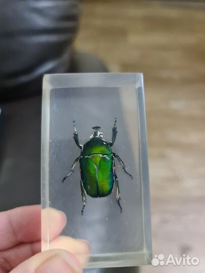 Насекомые в стекле, коллекция насекомых