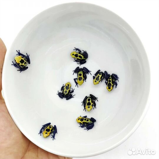 Лягушки для террариума