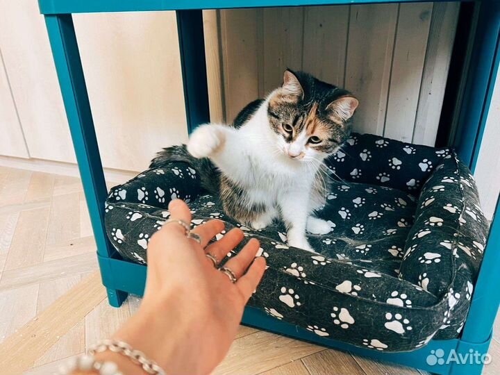 Кошка