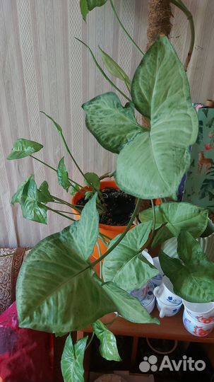 Эпифиллум.папоротник,аглаонема б.дж. фридман