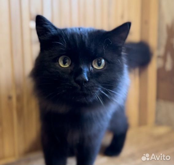 Кот в добрые руки