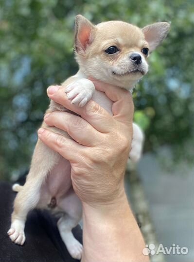 Нежная кремушка