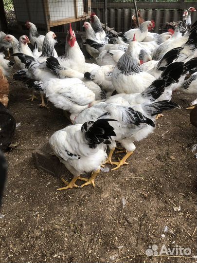 Петухи Адлерская серебристая