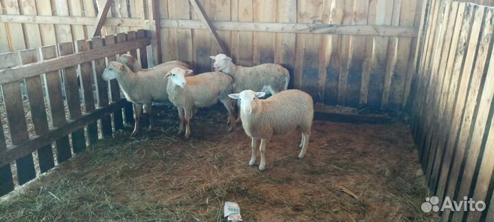 Катумские бараны