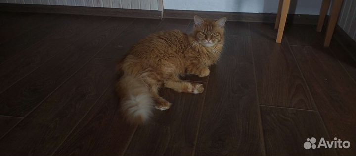 Кот мейн кун