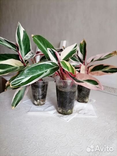 Строманта мультиколор