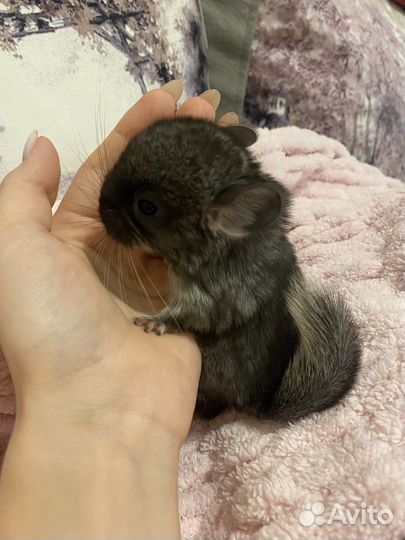 Шиншилленок