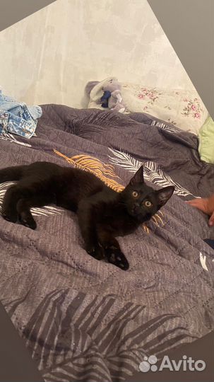 Черный котенок бесплатно