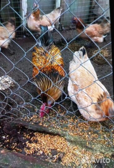 Домашние куры и цыплята