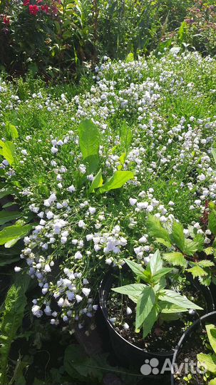 Колокольчик ложечницелистный Elizabeth Oliver