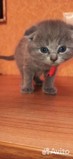 Шотландская вислоухая кошка