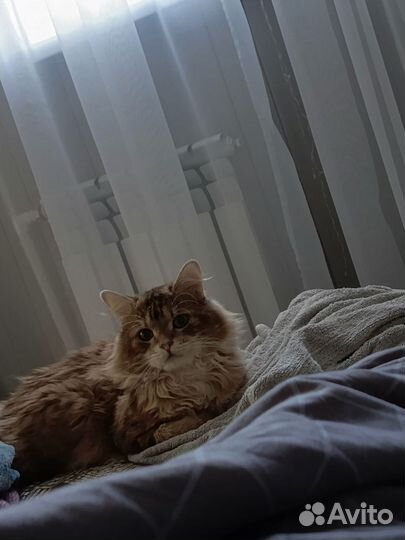 Котята бобтейл