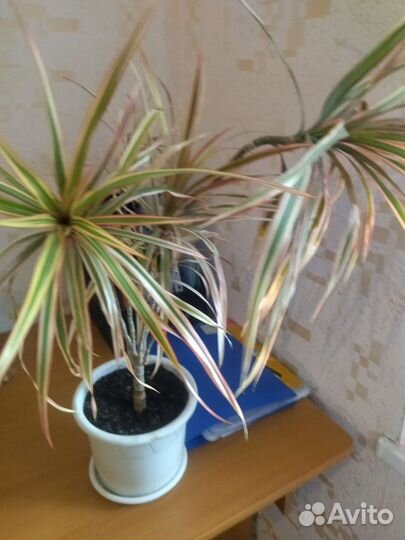 Драцена трёхцветная