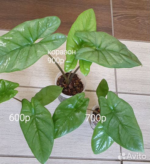 Алоказия детки