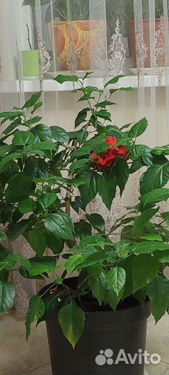 Гибискус китайская роза