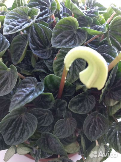 Комнатные цветы пеперомия растения