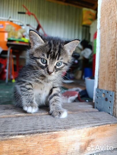 Котята в добрые руки бесплатно мальчик