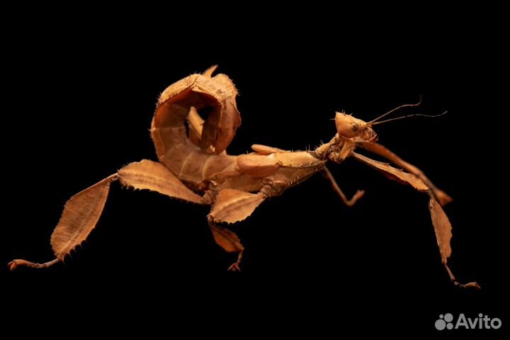 Австралийский палочник