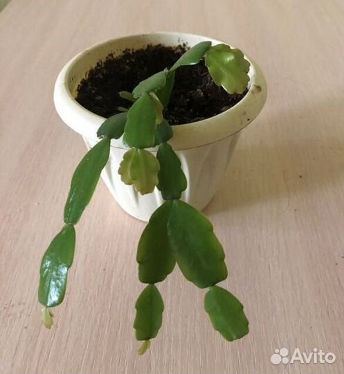 Цветок декабрист розовый