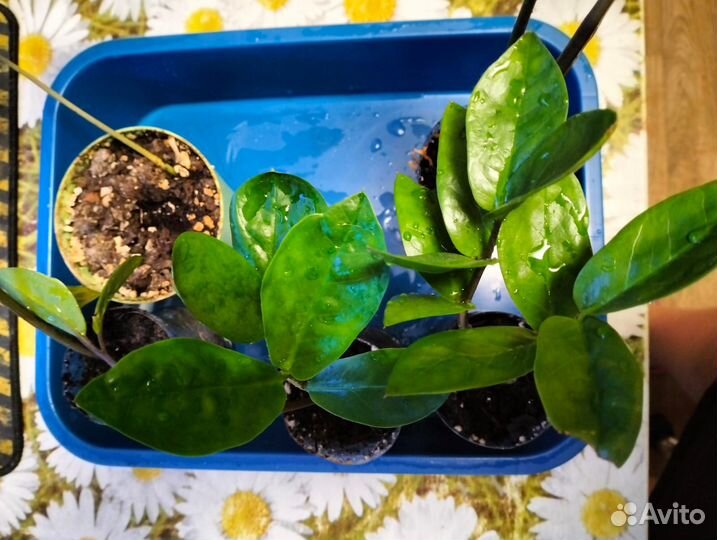 Саженец Замиокулькас (долларовое дерево)